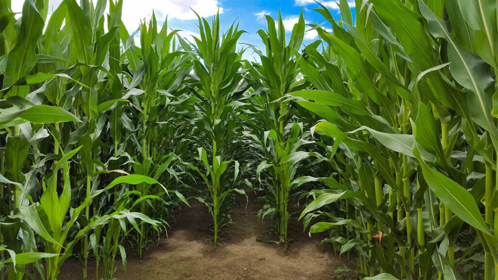 How To Improve Maize Production On Your Farm