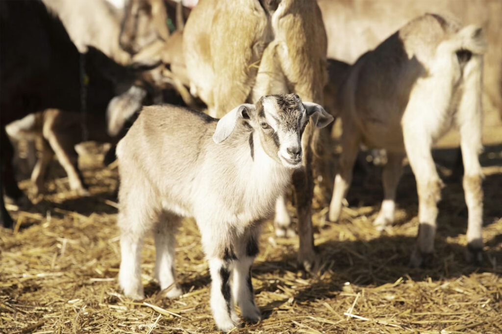 A Comprehensive Guide to Keeping Your Goats Healthy The Farmer's Journal Africa