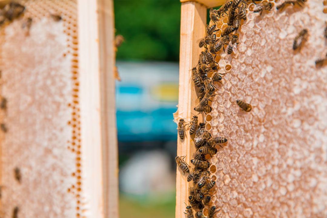 Beekeepers - What Does It Take To Be Successful - Bee Well Honey