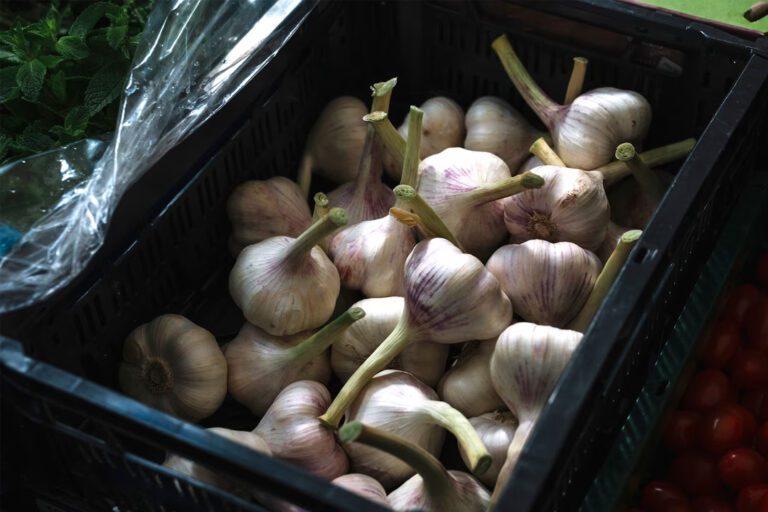 Garlic Farming in Africa A Lucrative Business with High Yields. The