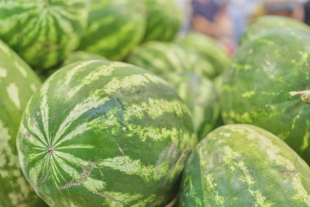 The Ultimate Guide to Successful Watermelon Farming: Tips and ...