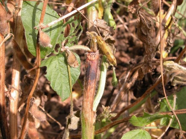 Guide to Managing Fungal Diseases in Soybeans: Stem Canker and ...