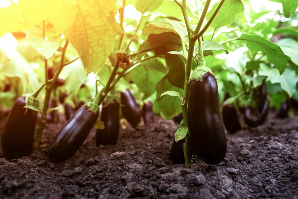 Eggplant Farming In Africa A Comprehensive Guide For Success The Farmer S Journal Africa