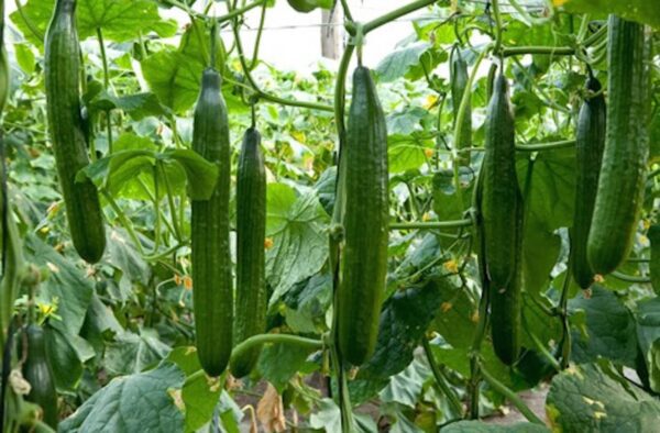 Guide to Cucumber Production. - The Farmer's Journal Africa