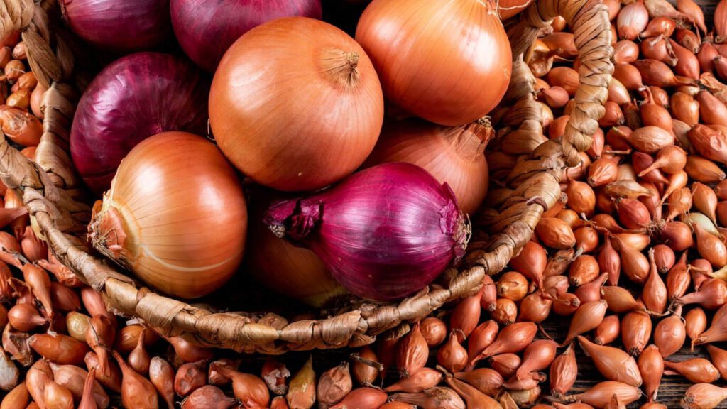 literature review on onion production