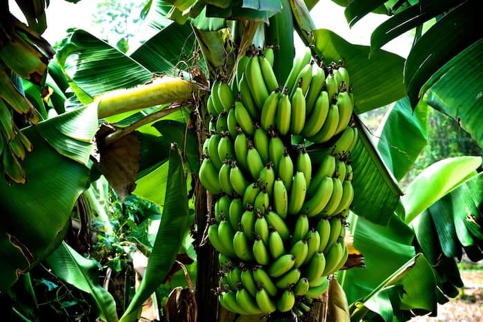 Comprehensive Guide to Banana Farming in Kenya, Zambia, Tanzania, and ...