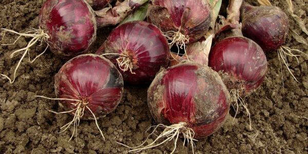 Comprehensive Guide to Red Creole Onion Farming in Africa: Step-by-Step ...