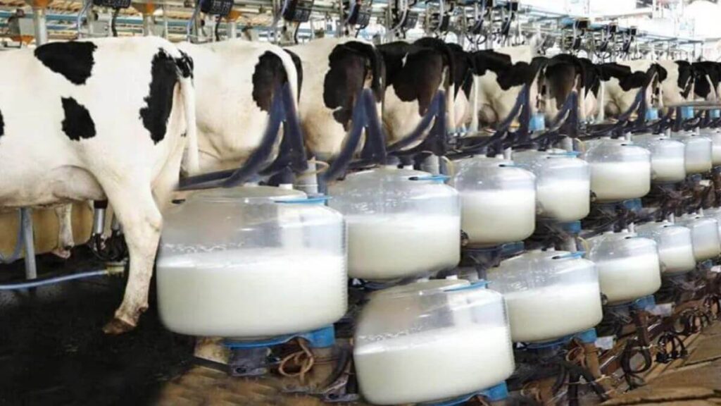 Malawi Milk Producers Struggle with Low Milk Prices and Rising Imports ...