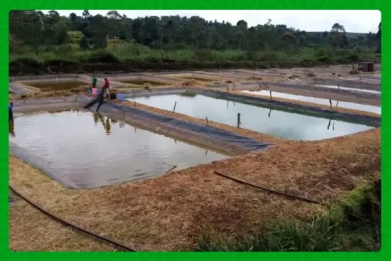 Kenya's Strategic Move: Slashing Tilapia Imports from China to Empower  Local Aquaculture - The Farmer's Journal Africa